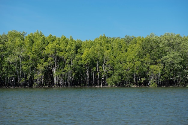 Foresta di mangrovie nella splendida natura con cielo blu in estate