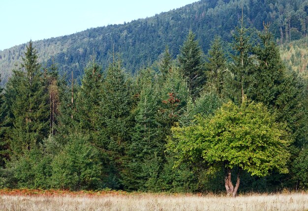 Foresta di montagna autunnale sul fianco di una montagna