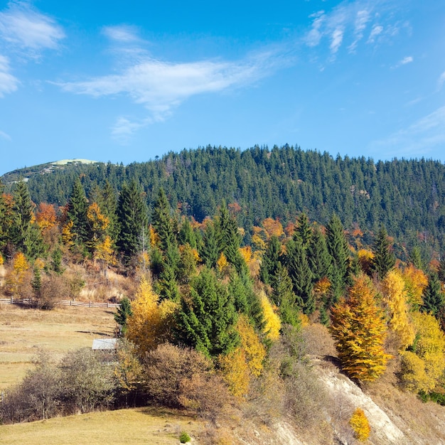 Foresta di montagna d'autunno