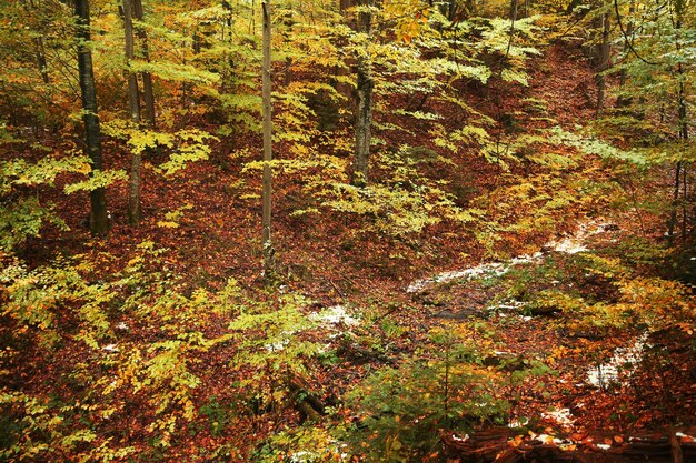 Foresta di montagna d'autunno