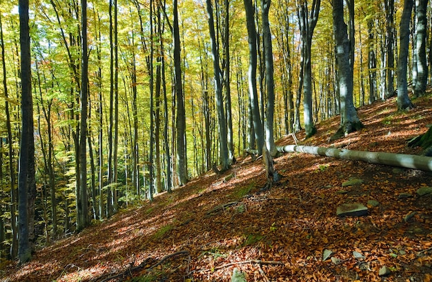 Foresta di montagna di autunno soleggiato, sul fianco della montagna