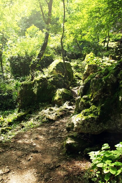 Foresta di montagna estiva. Grotta di San Simone il Cananeo. Nuovo Athos, Repubblica di Abkhazia.