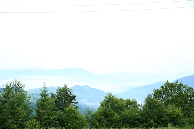 Foresta di montagna in estate