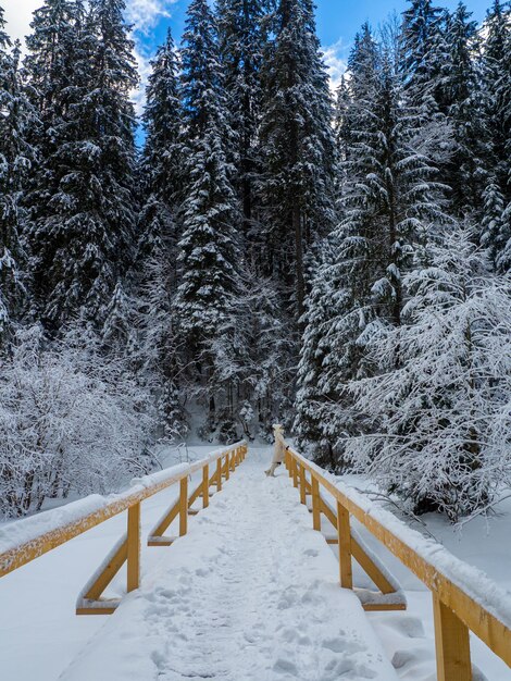 Foresta di montagna in inverno