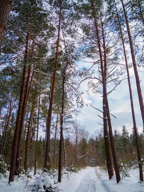 Foresta di montagna in inverno