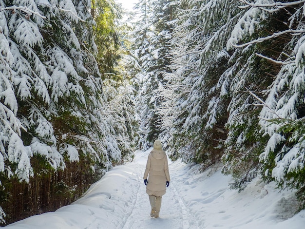 Foresta di montagna in inverno