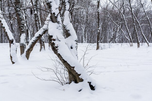 Foresta di montagna invernale, alberi spogli coperti di neve