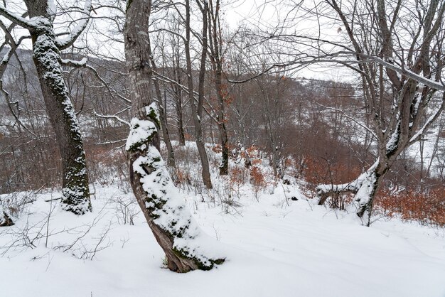 Foresta di montagna invernale, alberi spogli coperti di neve