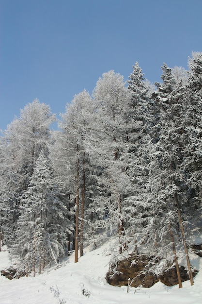 Foresta di montagna invernale nella neve