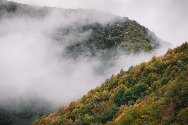 Foresta di montagna nebbiosa in autunno