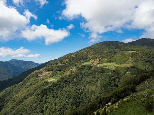 Foresta di montagna verde a Taiwan.