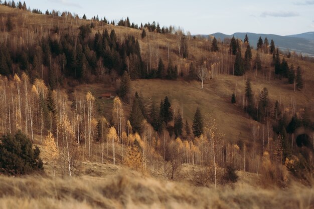 foresta di montagne