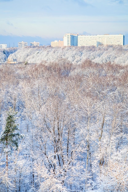 Foresta di neve e case di città in inverno