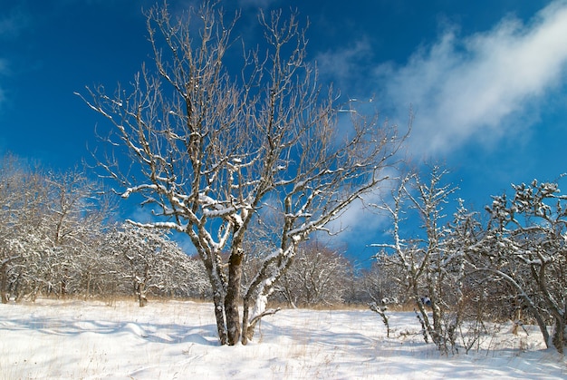 Foresta di neve invernale con alberi nella neve