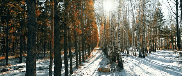 Foresta di neve invernale di betulle e pini. I raggi del sole irrompono tra gli alberi.