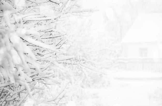 Foresta di neve invernale Foto in bianco e nero