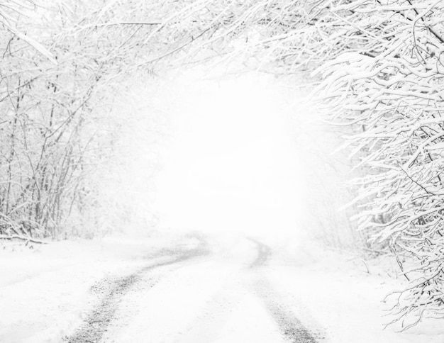 Foresta di neve invernale Foto in bianco e nero