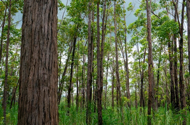 Foresta di pellita di eucalipto a Gunung Kidul Yogyakarta Indonesia