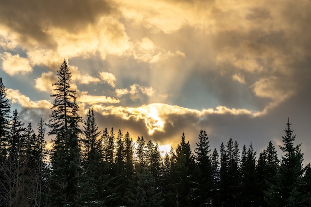 Foresta di pini al crepuscolo. Nuvole di passaggio del sole luminoso