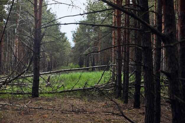 foresta di pini alberi caduti verdi