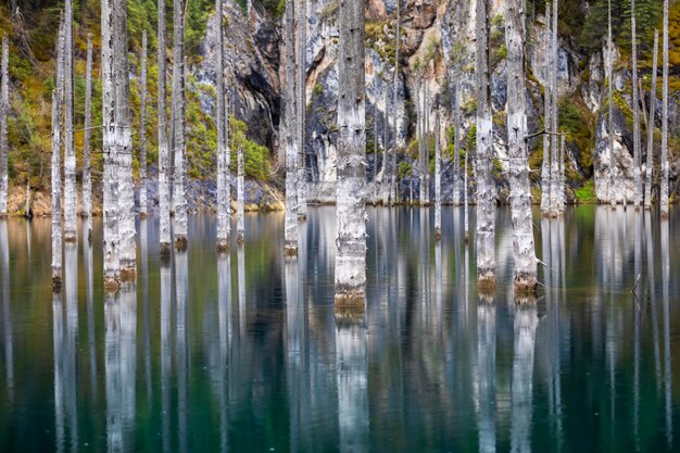 Foresta di pini allagata lago Kaindy