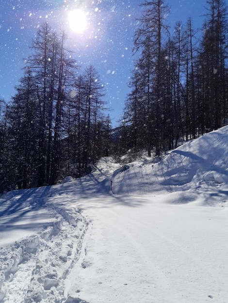 Foresta di pini bianchi d'inverno con neve in montagna con il sole per lo sfondo di Natale