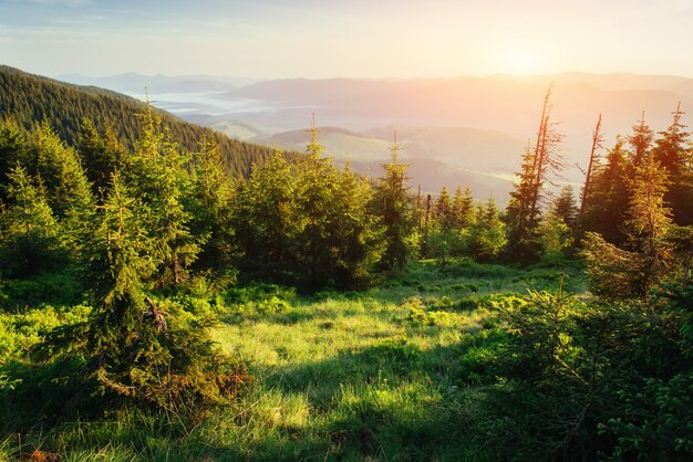 Foresta di pini. Carpazi. Ucraina, Europa