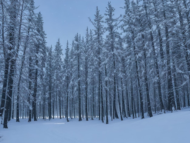 Foresta di pini con paesaggio invernale innevato
