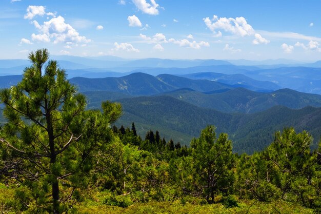 Foresta di pini di montagna sullo sfondo