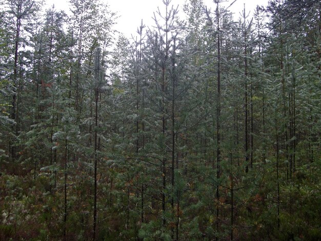 Foresta di pini dopo la pioggia con grandi gocce d'acqua sui rami e sugli aghi Repubblica della Carelia Russa