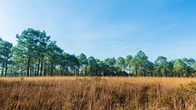 Foresta di pini in estate al Parco Nazionale di Thung Salaeng Luang, Thailandia