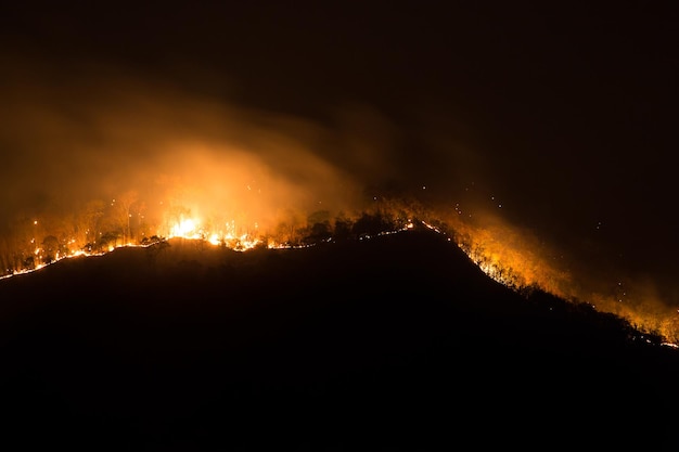 Foresta di pini in fiamme incendi boschivi nel fumo e nelle fiamme