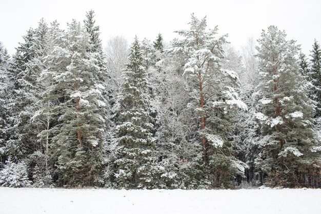 Foresta di pini innevati