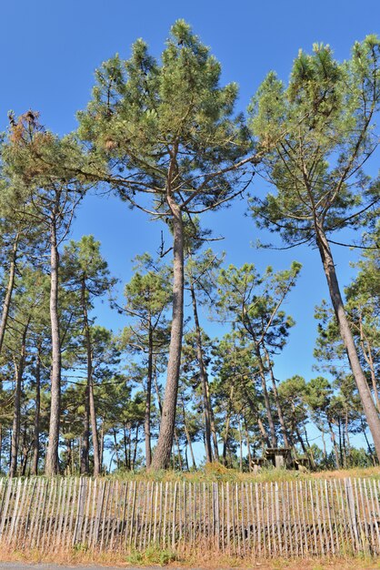 Foresta di pini marittima sulla costa del mare Atlantico e recinzione in legno protettivo sotto il cielo blu