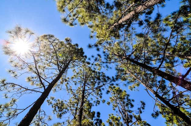 Foresta di pini molto alta in una giornata di sole