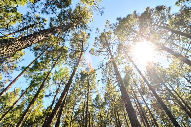 Foresta di pini molto alta in una giornata di sole