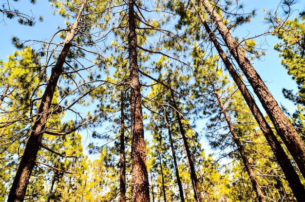 Foresta di pini molto alta in una giornata di sole