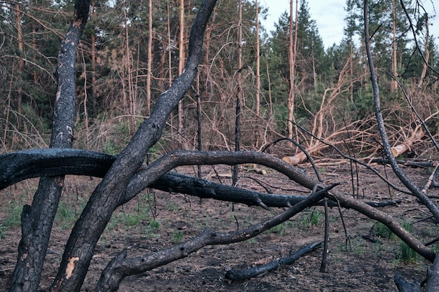 Foresta di pini morti carbonizzata dopo l'incendio