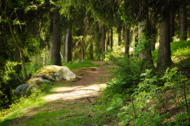 Foresta di pini scandinavi del nord con sentiero e pietre Svezia viaggio naturale all'aperto sullo sfondo