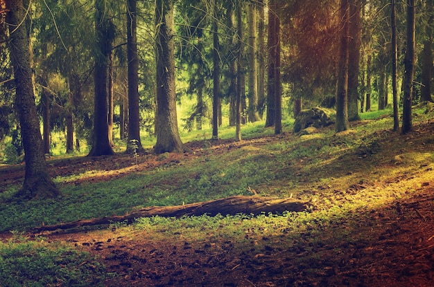 Foresta di pini scandinavi del nord Svezia viaggio naturale all'aperto vintage hipster sfondo