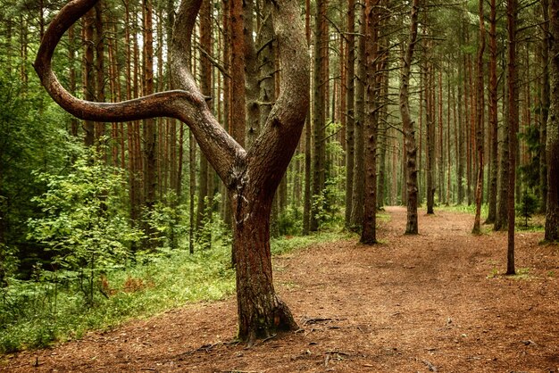 Foresta di pini scuri