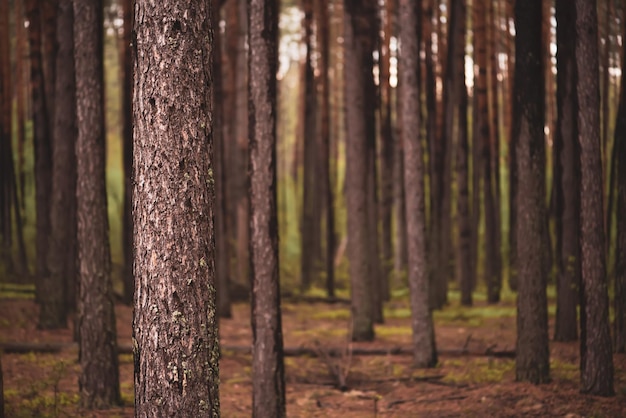 Foresta di pini scuri