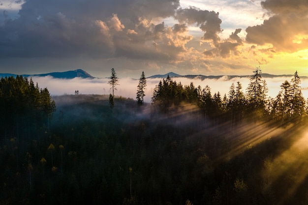 Foresta di pini verde nebbiosa con tettoie di abeti e raggi dell'alba che splendono attraverso i rami delle montagne autunnali.