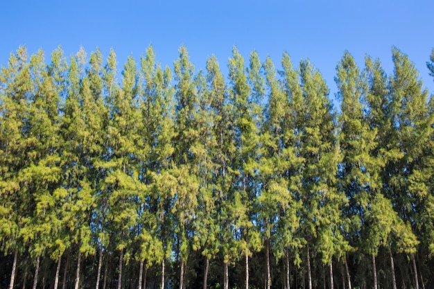 Foresta di pini verdi