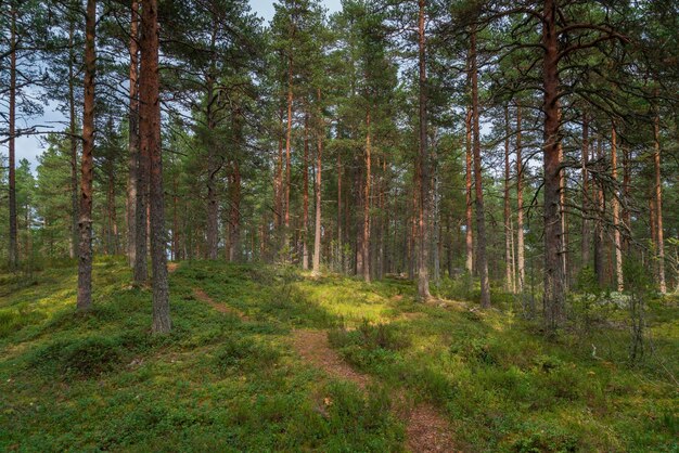 Foresta di pini vicino al villaggio di Lumivaara in una soleggiata giornata autunnale Ladoga Skerries Lahdenpohya Karelia Russia