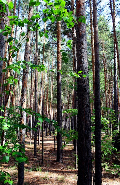 Foresta di pini