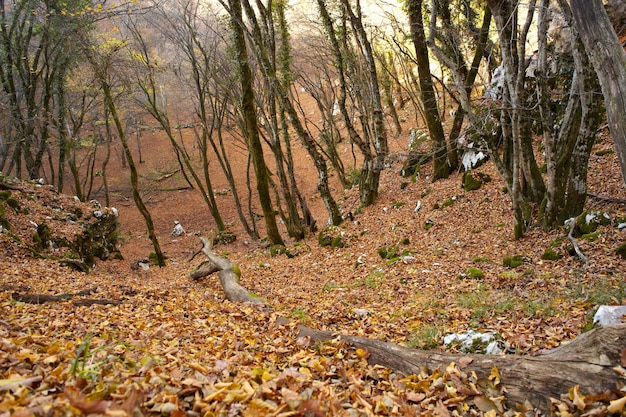 Foresta di pozzi d&#39;acqua