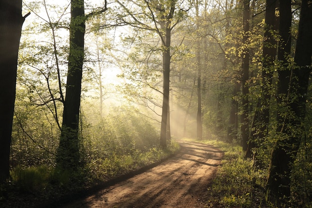 Foresta di primavera in una mattina nebbiosa