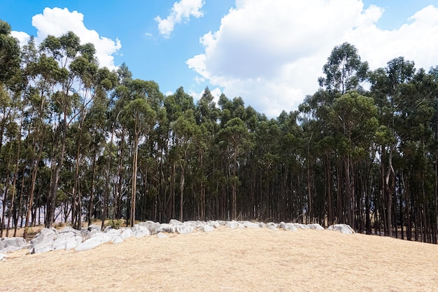 Foresta di Qenqo, complesso archeologico di Cusco.