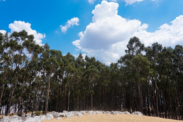 Foresta di Qenqo, complesso archeologico di Cusco.